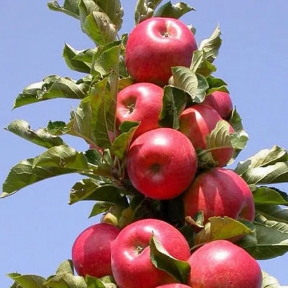 Яблоня колоновидная «Стрела»