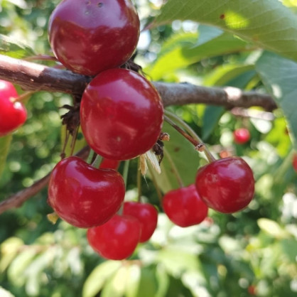 Вишня «Превосходная Веньяминова»
