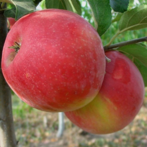 Яблоня «Хани Крисп»