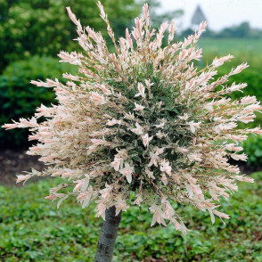 Ива «Фламинго»