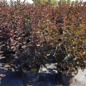 Пузыреплодник калинолистный «Ред Барон»