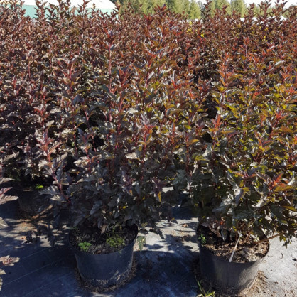 Пузыреплодник калинолистный «Ред Барон»