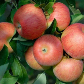 Яблоня «Топаз»