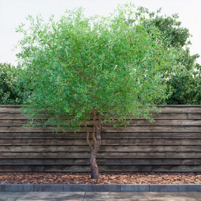 Ива «Матсудана»