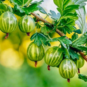 Крыжовник «Малахит»