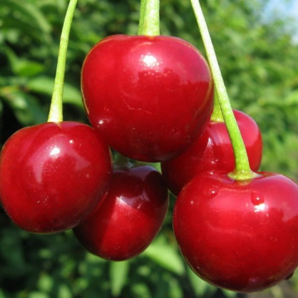 Вишня «Любская»