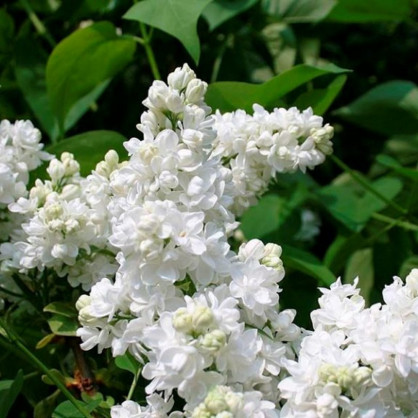 Сирень «Мадам Лемуан»