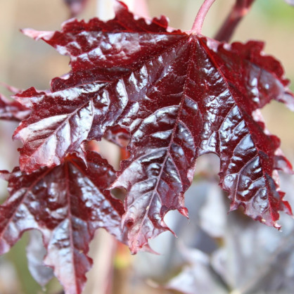 Клен «Кримсон Кинг»