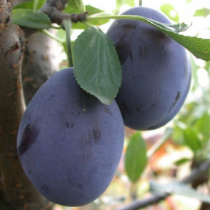 Слива «Стенлей»