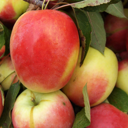 Яблоня «Северный синап»