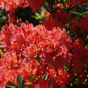 Рододендрон листопадный (Азалия) «Irene Koster»