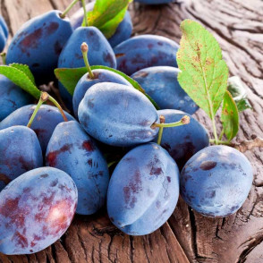 Слива «Венгерка Московская»