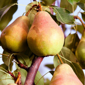 Груша «Феерия»