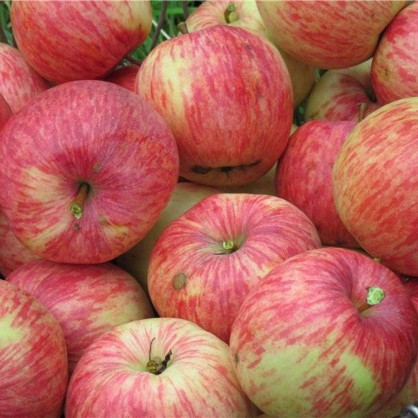 Яблоня «Китайка бельфлёр»