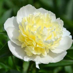 Пион «Лаура десерт»