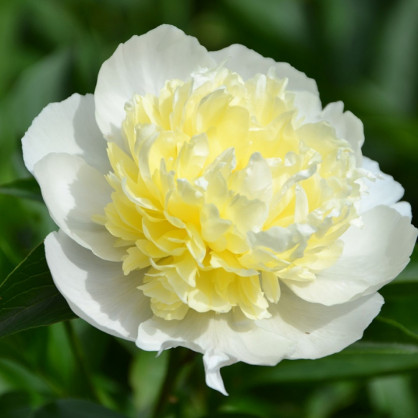 Пион «Лаура десерт»