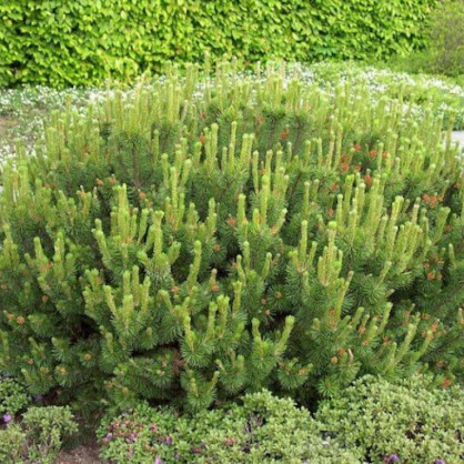 Сосна горная «Пумилио»