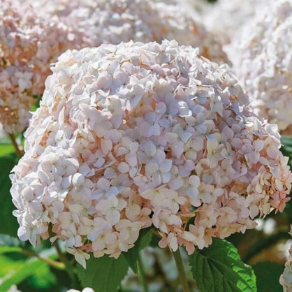 Гортензия древовидная «Кандибелле Маршмеллоу»