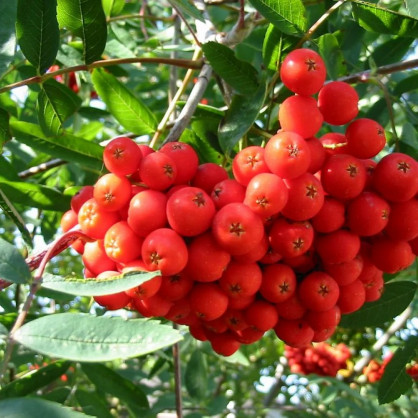 Рябина обыкновенная