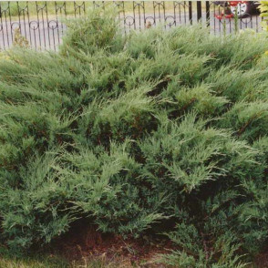 Можжевельник сабина «Мас»