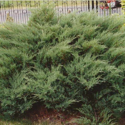 Можжевельник сабина «Мас»