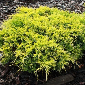 Можжевельник «Голд Стар»