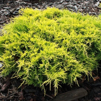 Можжевельник «Голд Стар»