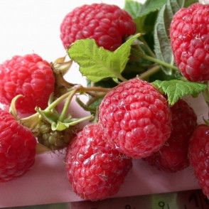 Малина «Таруса» (малиновое дерево)