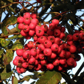 Рябина «Гранатовая»