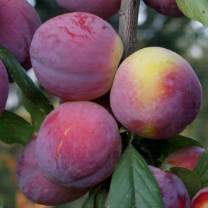 Слива «Командор»