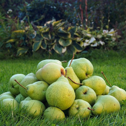 Груша «Августовская роса»