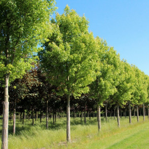 Клен «Пирамидалис»