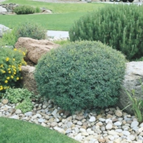 Ива Нана «Каньён Блю» на штамбе