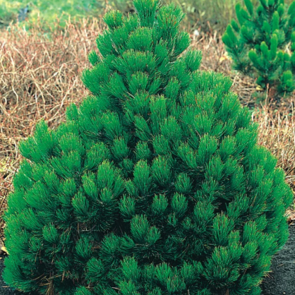 Сосна Гельдрейха «Компакт джем»