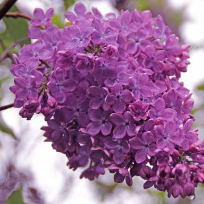 Сирень «Аметист»