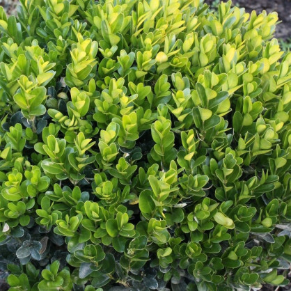 Самшит «Стриженный Шар»