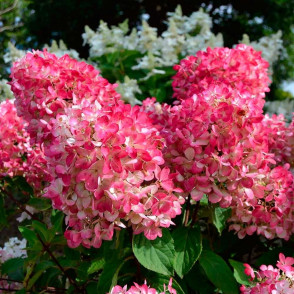 Гортензия метельчатая «Пинк Даймонд»