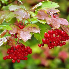 Калина обыкновенная