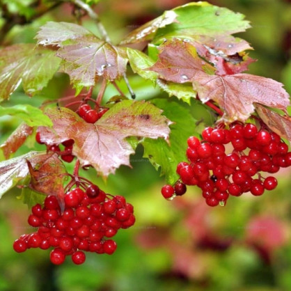 Калина обыкновенная