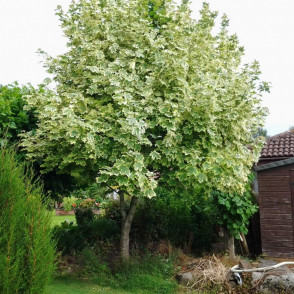 Клен «Друммонди»