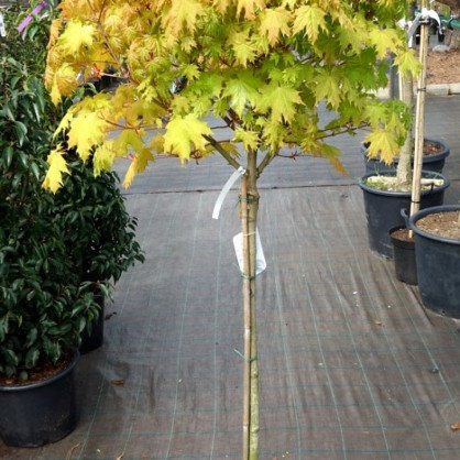 Клен остролистный «Голден Глоб»