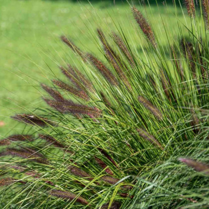 Пеннисетум «Мэджик»