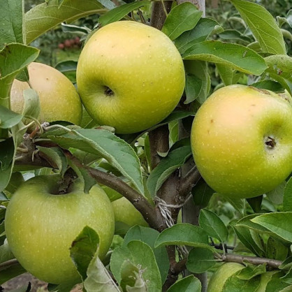 Яблоня «Семеренко»