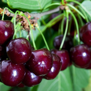 Вишня «Дюк»