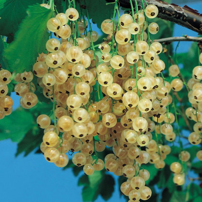 Смородина белая «Голландская»