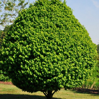 Граб обыкновенный «Глобус»