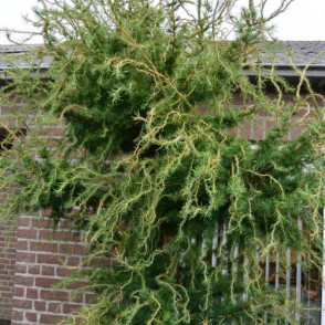 Лиственница «Хорстамана»