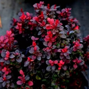 Барбарис «Конкорд»