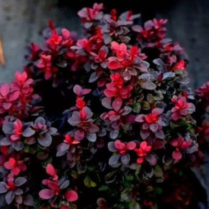 Барбарис «Конкорд»