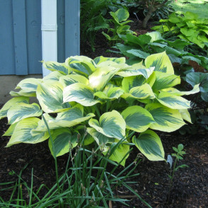Хоста «Либби» в ассортименте
